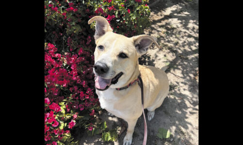 PET OF THE MONTH: Mulligan