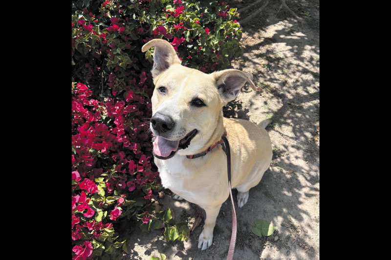 Pet of the month: mulligan