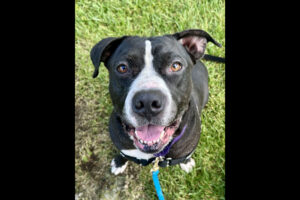 Pet of the month: drake