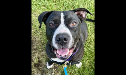 Pet of the Month: Drake