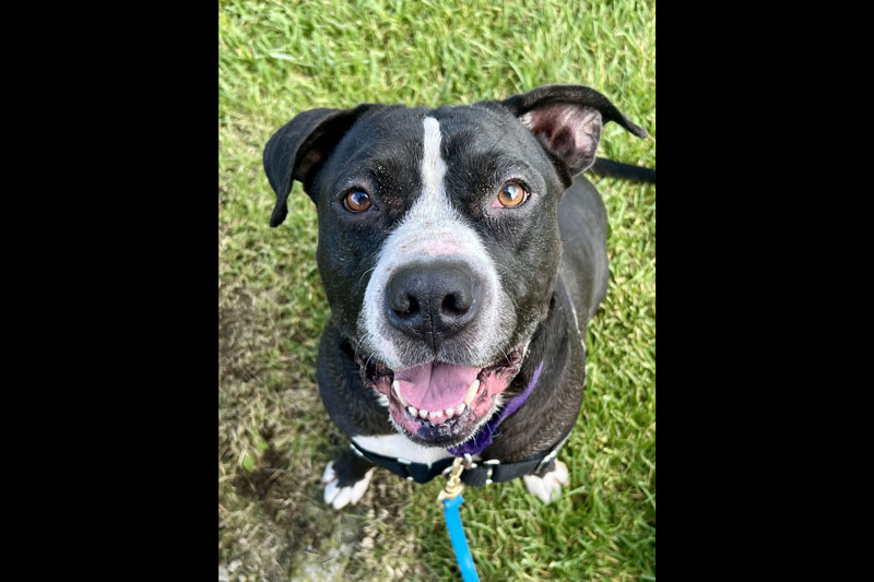 Pet of the month: drake Pet of the month: drake