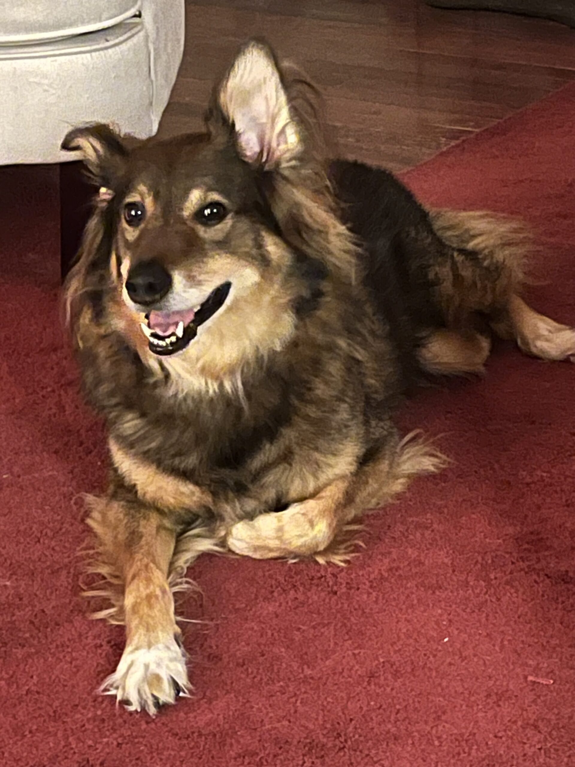 Dog photo showcase