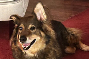 Dog photo showcase