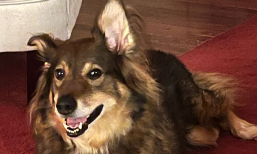 Dog Photo Showcase