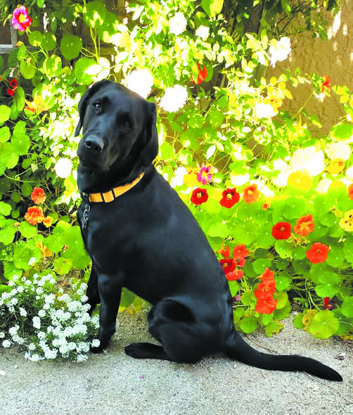 Dog photo showcase Dog photo showcase