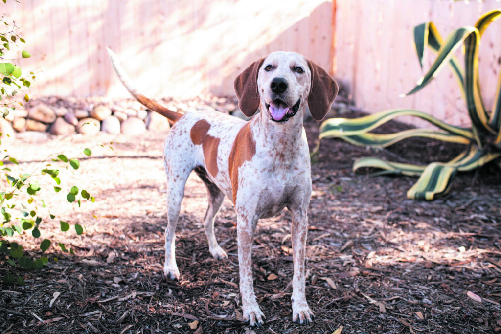 Dog photo showcase Dog photo showcase