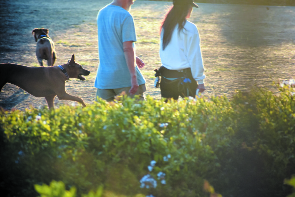 Dog park?