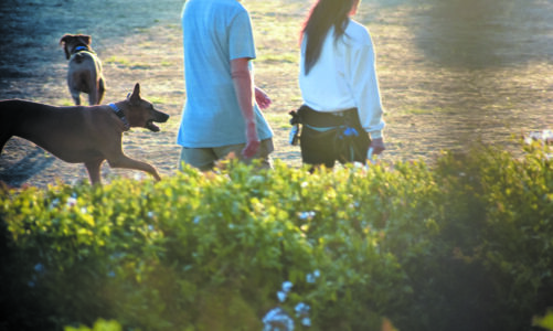 Dog park?