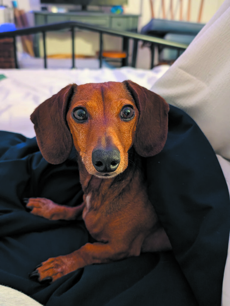 Dog photo showcase Dog photo showcase