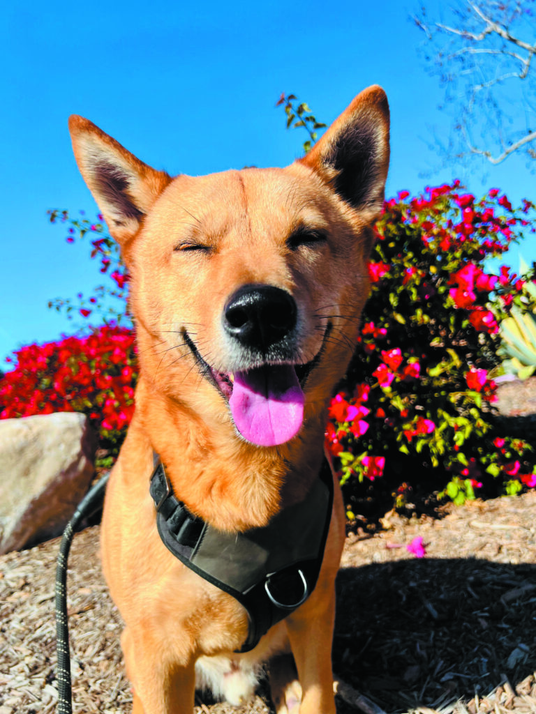 Dog photo showcase Dog photo showcase