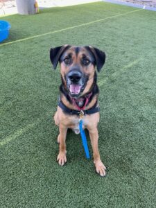 Pet of the Month
