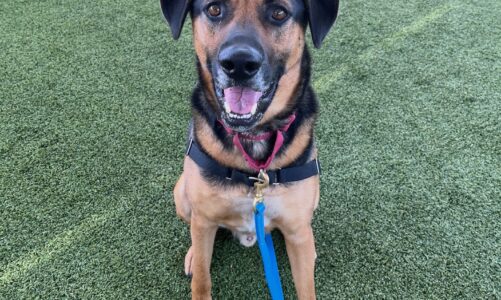 Pet of the Month