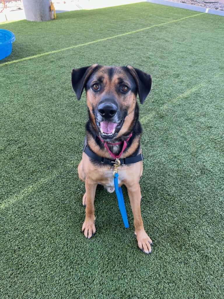 August 2026 pet of the month: dutch Pet of the Month