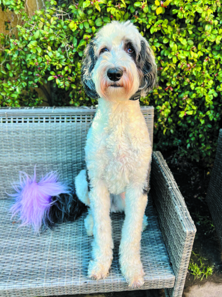Dog photo showcase Dog photo showcase