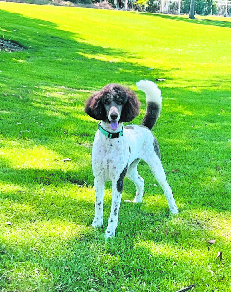 Dog photo showcase Dog photo showcase