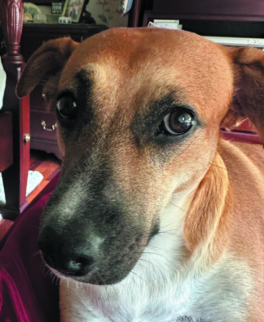 Dog photo showcase Dog photo showcase