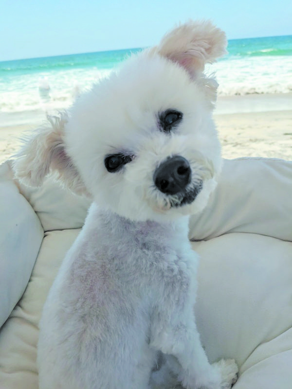 Dog photo showcase Dog photo showcase