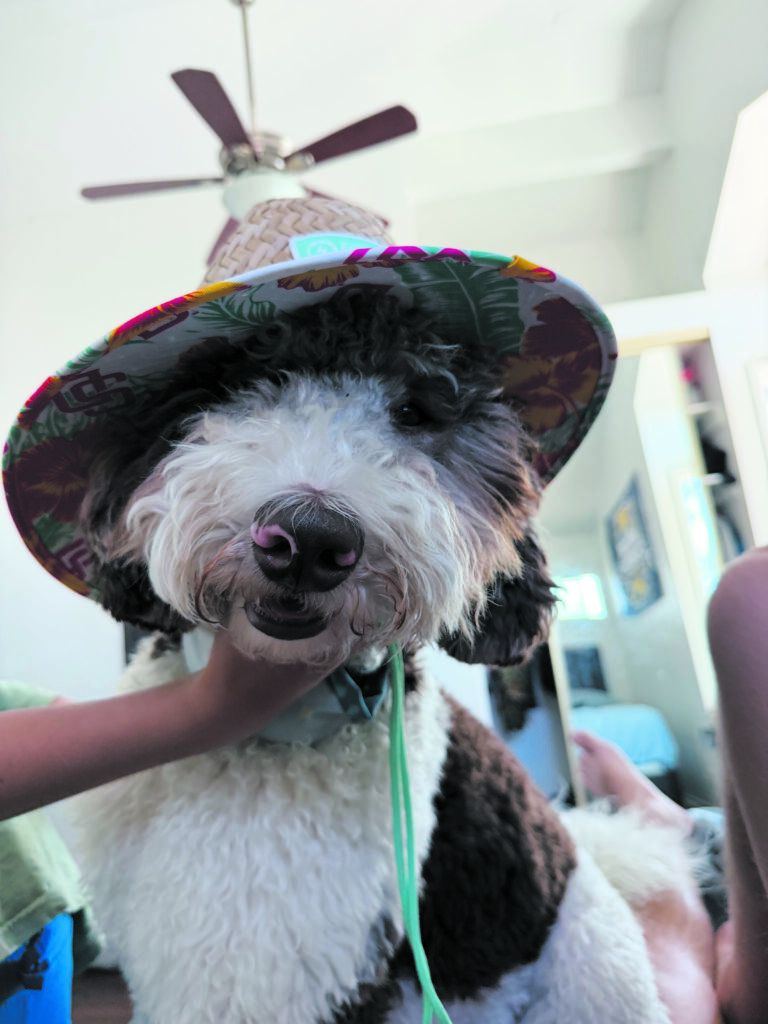 Dog photo showcase Dog photo showcase