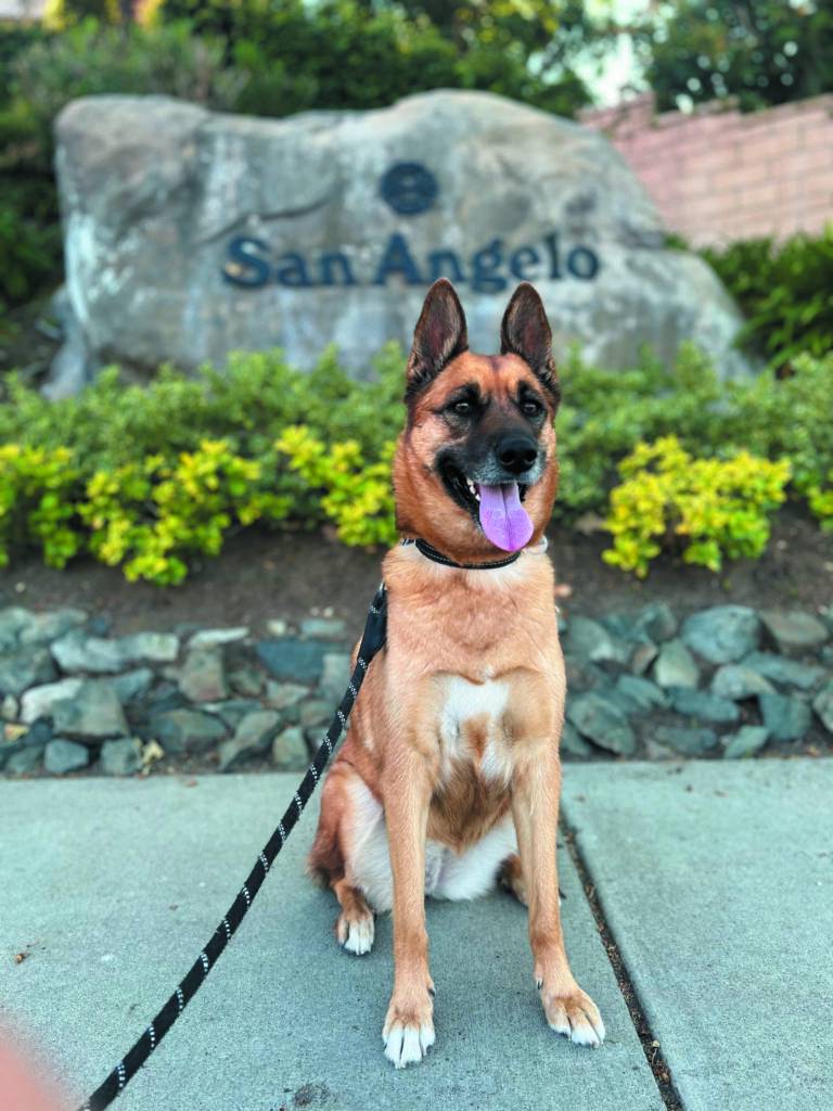 Dog photo showcase Dog photo showcase