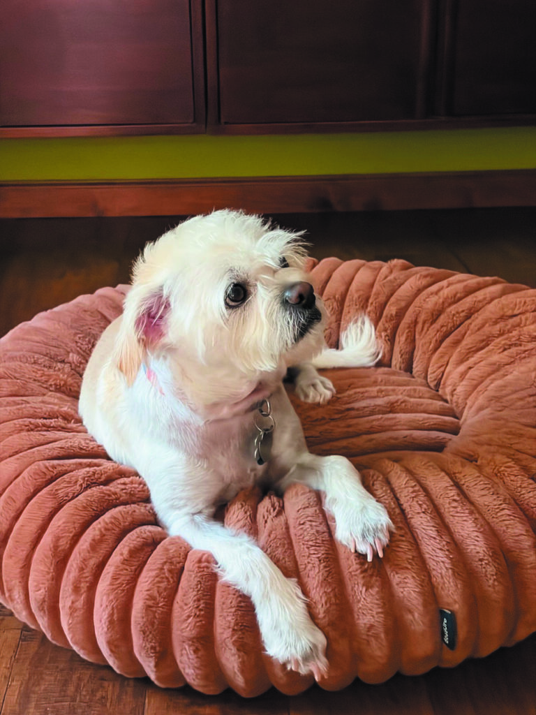 Dog photo showcase Dog photo showcase