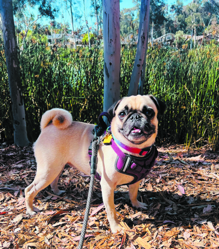 Dog photo showcase Dog photo showcase