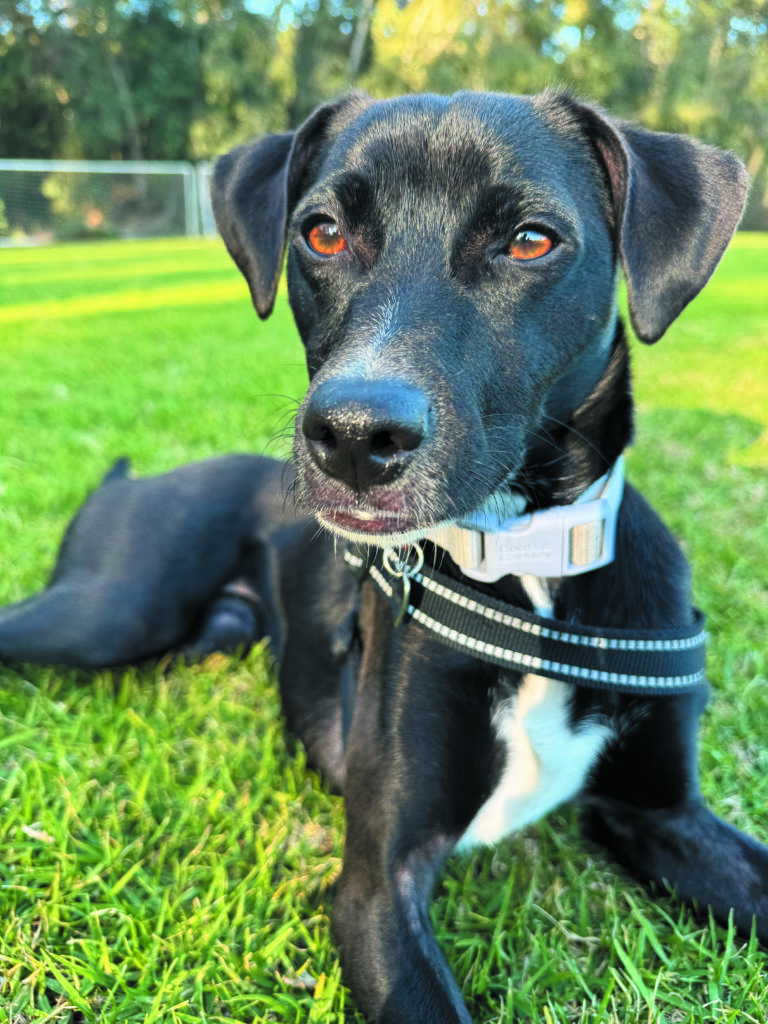 Dog photo showcase Dog photo showcase