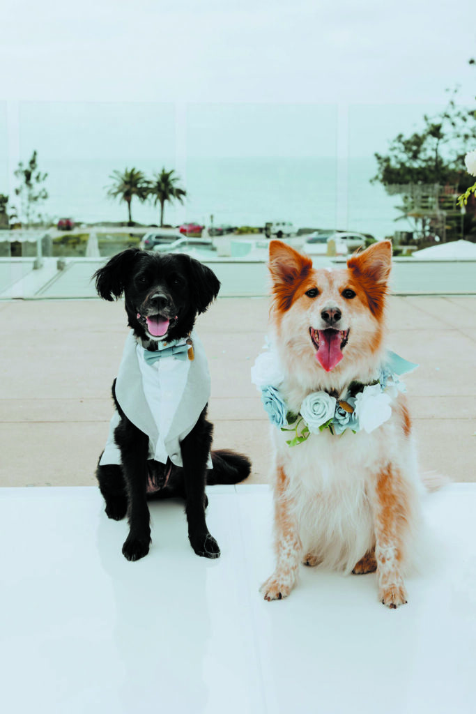 Dog photo showcase Dog photo showcase