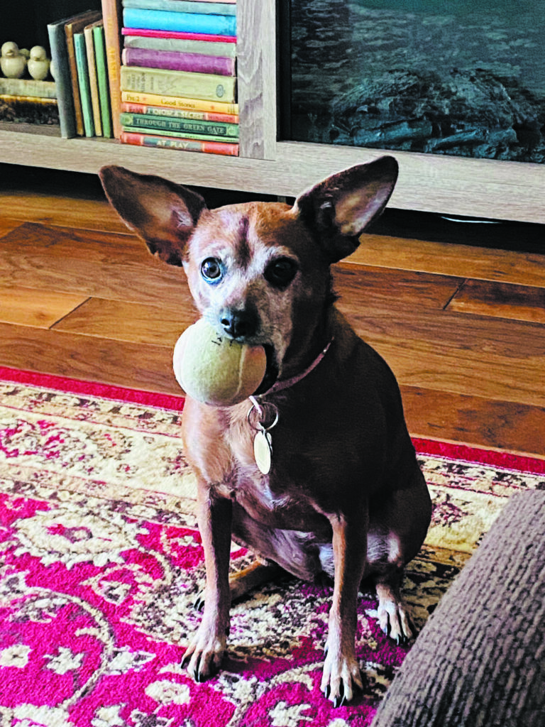 Dog photo showcase Dog photo showcase