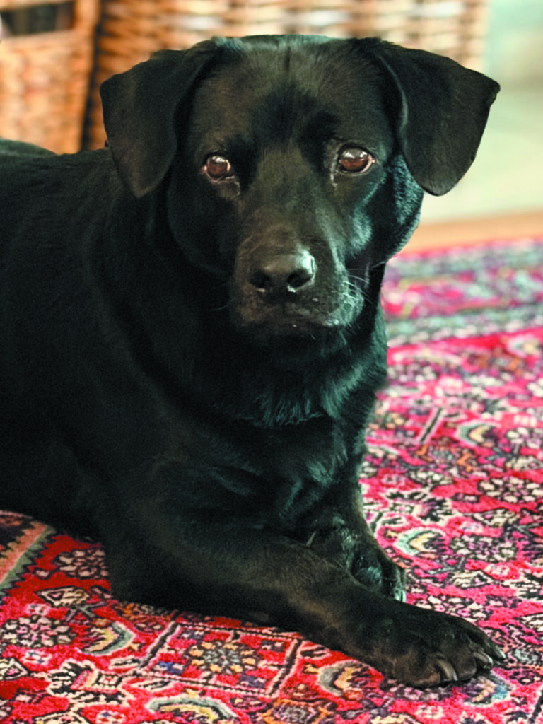 Dog photo showcase Dog photo showcase