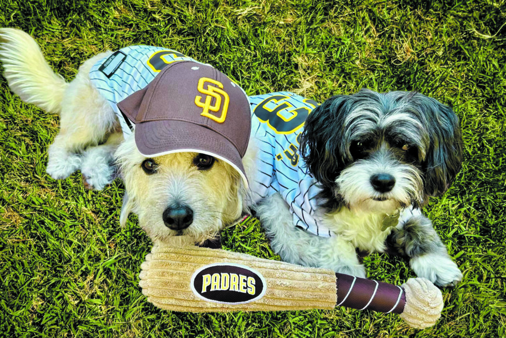 Dog photo showcase Dog photo showcase
