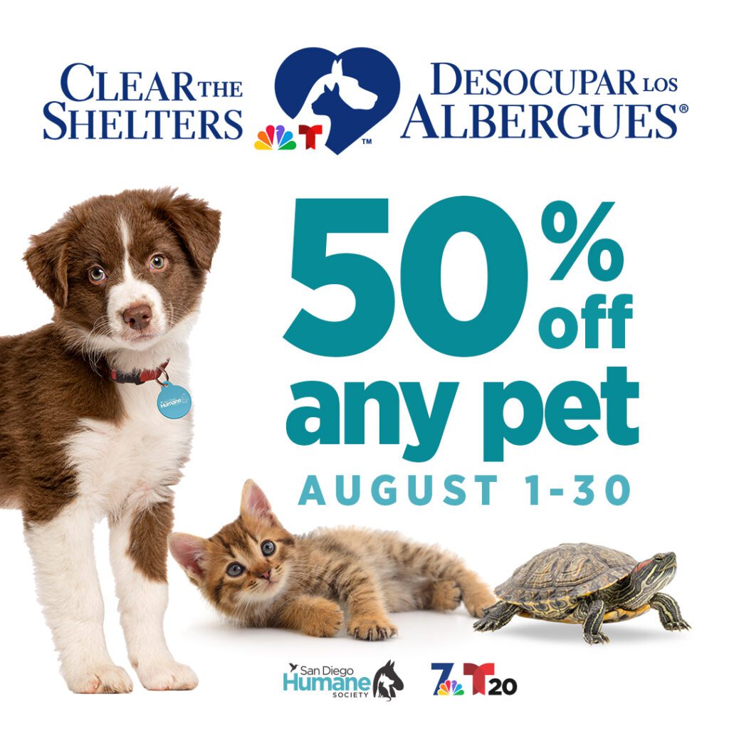 August 2026 pet of the month: dutch August 2026 pet of the month: dutch