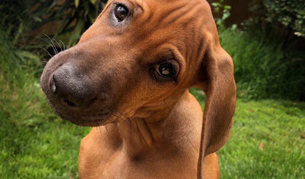 Dog photo showcase