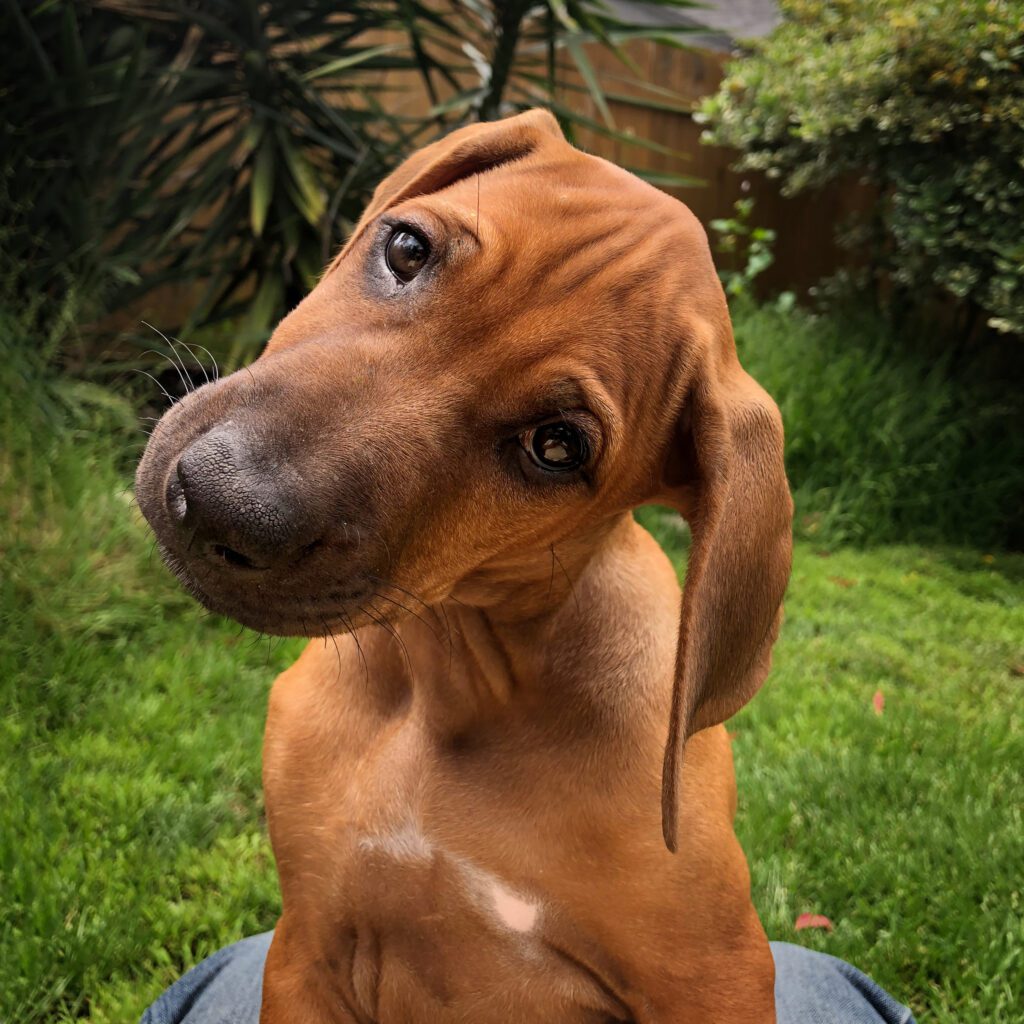 Dog photo showcase Dog photo showcase