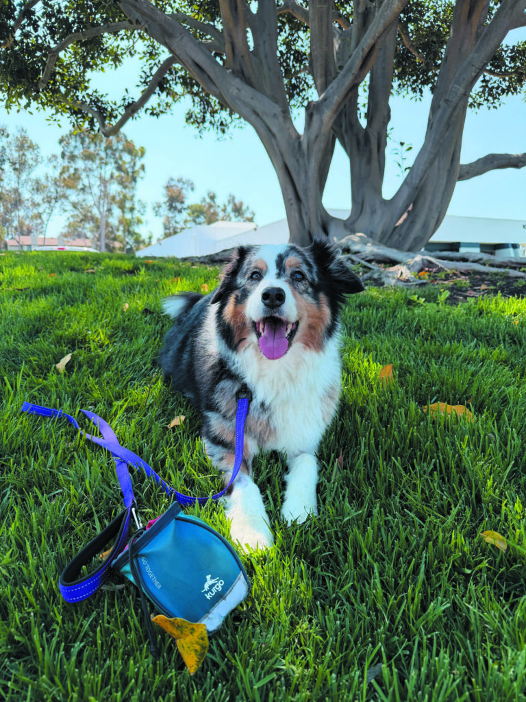 Dog photo showcase Dog photo showcase