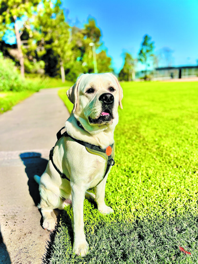Dog photo showcase Dog photo showcase