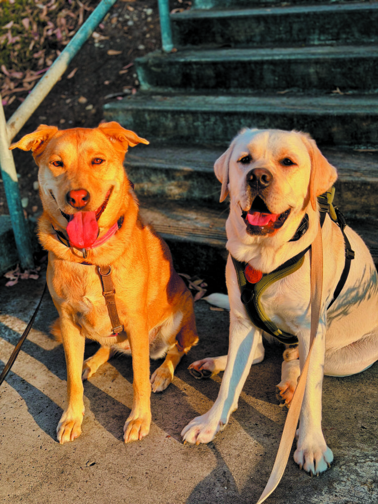 Dog photo showcase Dog photo showcase