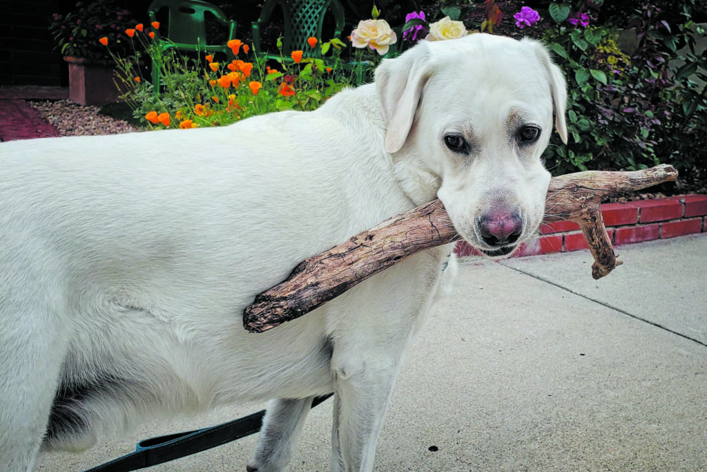 Dog photo showcase Dog photo showcase