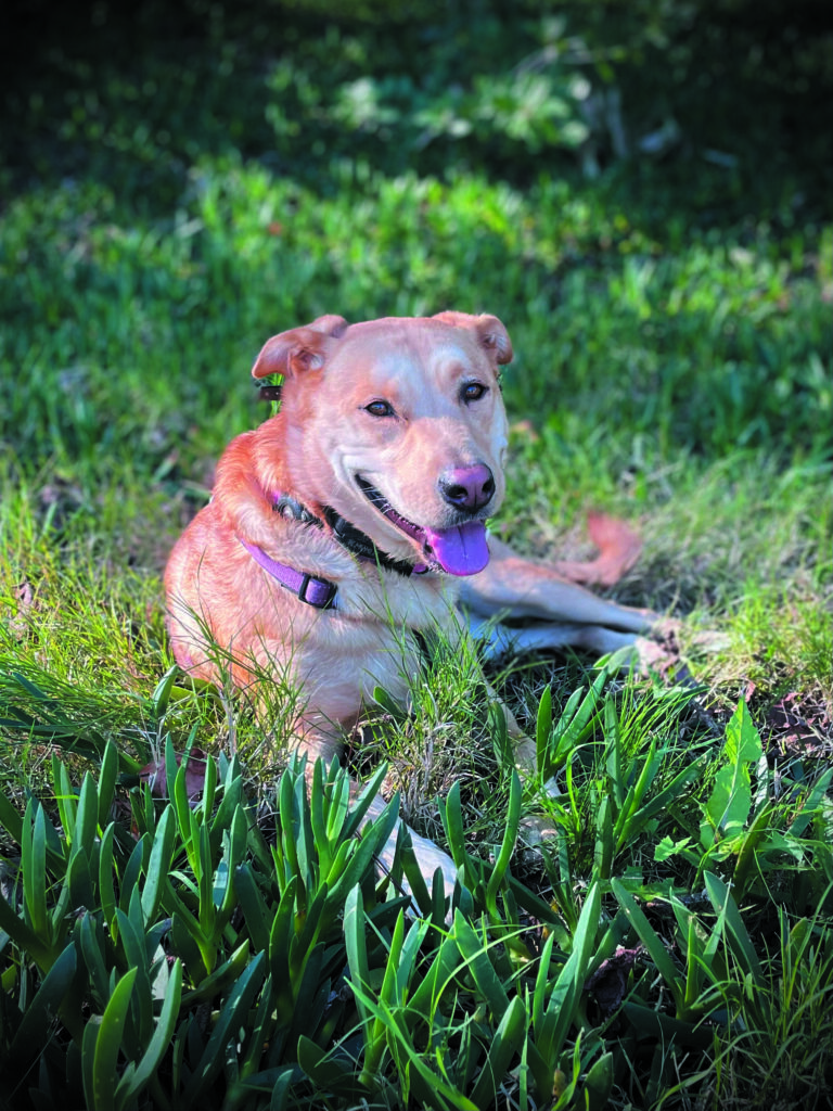 Dog photo showcase Dog photo showcase