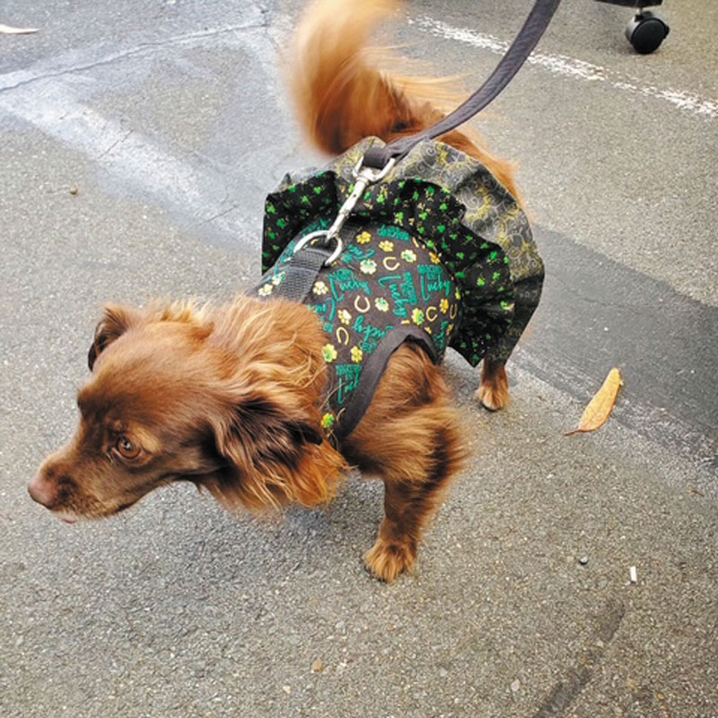Hand maden designs: fun clothes for dogs Hand maden designs: fun clothes for dogs