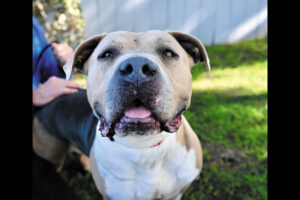 Pet of the month: star sr.