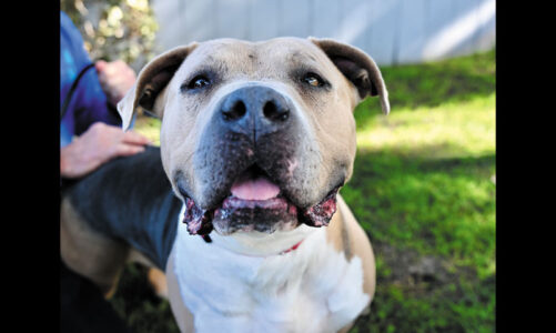 Pet of the month: star sr.
